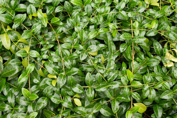green periwinkle weaving  in the garden