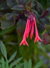 red and green leaves