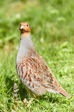 Grey Partridge, Perdix Perdix, Close Up Gamebird On Green Meadow, Looking At Camera. Spring In East Europe.