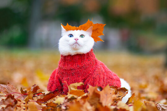 Funny white cat, multi-colored eyes. Angora breed. Sits in the foliage in the park on an autumn day. Animal in a sweater on the street. The pet plays in red and yellow maple.