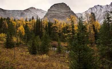 Larch trees in fall colours in the Canadian Rocky Mountains near Banff Alberta.