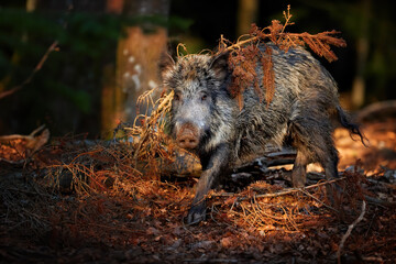 Huge Wild boar, Sus scrofa with its snout on the ground looking for food in colorful autumn spruce forest, staring directly to camera. Hunting theme, East Europe.