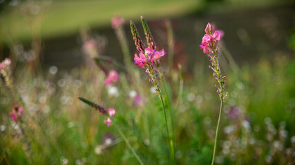 Pretty pink Sainfoin flower surrounded by wild herbs	