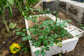 parley in a big white planter
