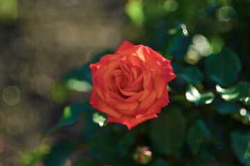 Red flower rosebud on a green Bush with a beautiful bokeh