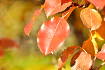 Yellow autumn Apple leaves in the light of day