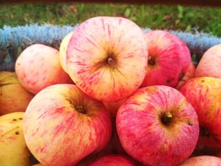 Ripe fresh apples in a basket. Autumn farm harvest.