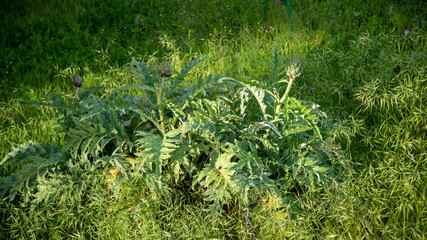 Artichoke plant and artichoke sprouts in a garden in spring	