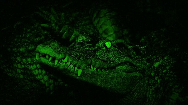 Nightvision View Of Baby Crocodile
