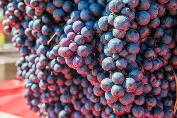 Bunch of black grapes , closeup view, natural daylight