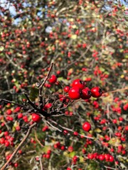 red berries on a bush
