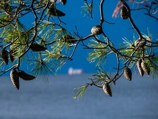 sea