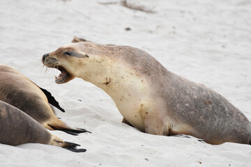 Australian sea lion at Seal Bay in Kangaroo Island, Australia