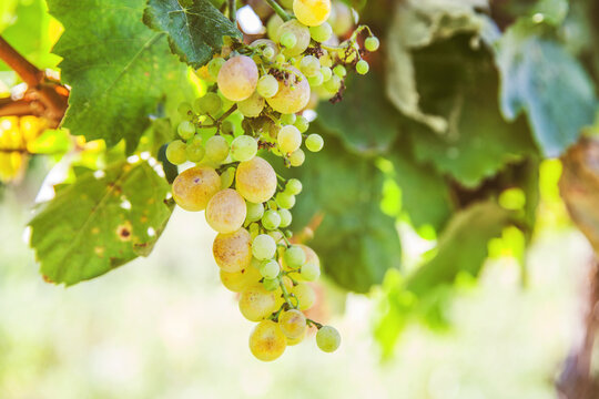 Ripe Riesling grapes at vineyard, white wine grapes, Riesling is an aromatic grape, summer daylight, closeup view