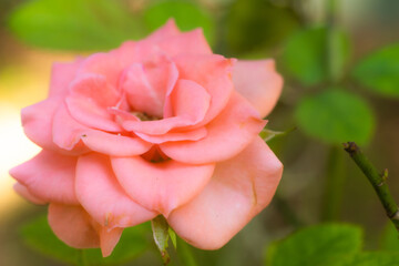 Blooming miniature pink rose in a rose garden.