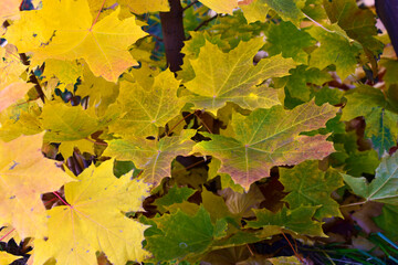Yellow autumn maple leaves close up in the garden