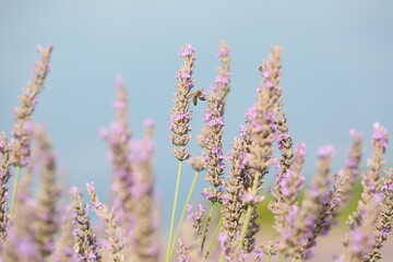 L'abeille et la lavande