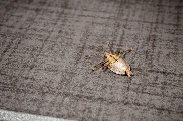 Large dead bug on its back. Concept for Entomophobia or pest control. Brown marmorated stink bug (BMSB). It's an invasive species, or a pest of foreign origin in North America. Selective focus.