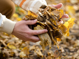 Hands holding fallen autumn leaves
