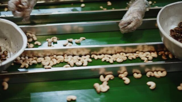 Labourer picking the cashew nutshell inside cashew factory after peeling of cashew nut separated from kernels