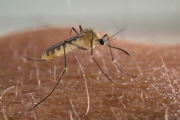 Mosquito about to puncture the skin of a man

