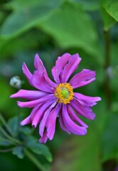 Fototapeta premium close up of a pink flower