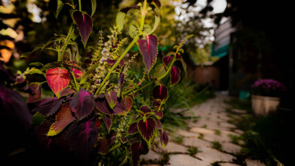 
October flowering of Coleus in a shady country garden