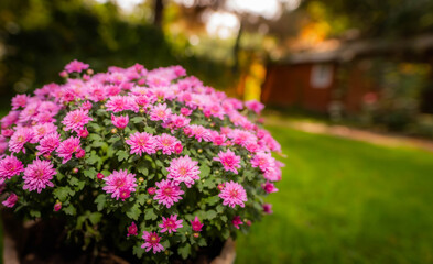 Obraz premium A bush of small chrysanthemums blooms in an old autumn garden.