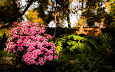 
A bush of small chrysanthemums blooms in an old autumn garden.