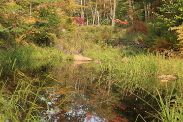 pond in the autumn