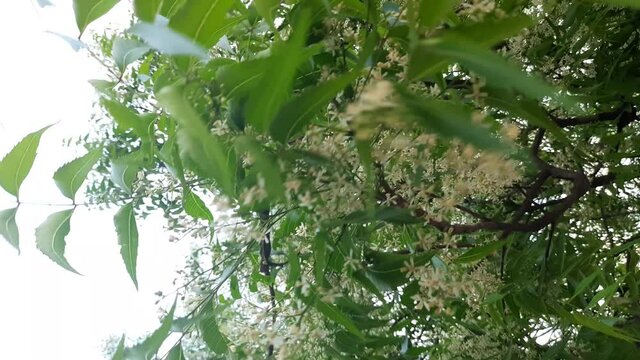 Neen flowers in tree.  Neem leaves and flowers.
Azadirachta indica, commonly known as neem, nimtree or Indian lilac.Its fruits and seeds are the source of neem oil.