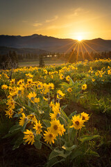 Sun burst coming over the Cascade mountains shining on the wild flowers in Eastern Washington. 