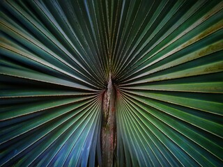 Simetria natural da folha de palmeira com contrastes coloridos