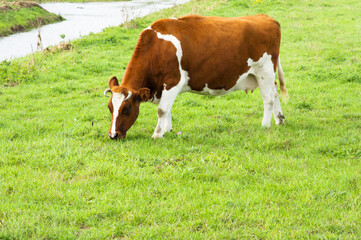 Cow eating grass in a pasture in Arnhem, Netherlands