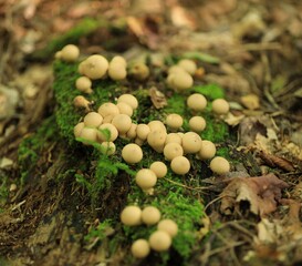 mushrooms in the forest