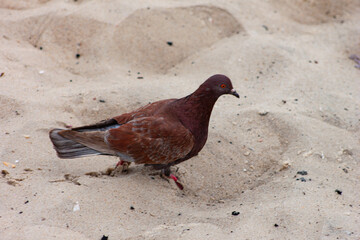 pigeon on the sand