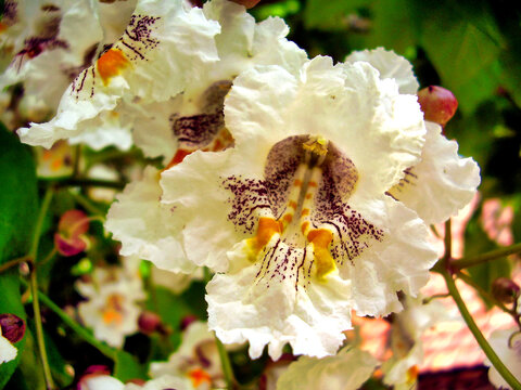 Close up of Indian Bean Tree flowers (Catalpa bignonioides)