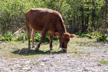 young red calf grazing at the edge of the forest on a sunny day. Healthy domestic animal.