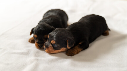 Young two-week-old brothers dogs, one against the other discovering the world and resting	
