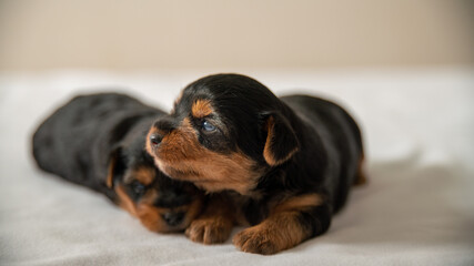 The first attempts to bark a Yorkshire terrier puppy, with his brother sleeping against him	