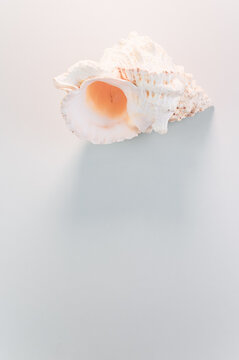Vertical shot of a beautiful seashell on a white surface
