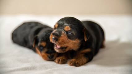 The first attempts to bark a Yorkshire terrier puppy, with his brother sleeping against him	