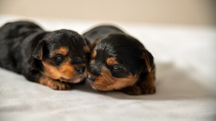 The first attempts to bark a Yorkshire terrier puppy, with his brother sleeping against him	