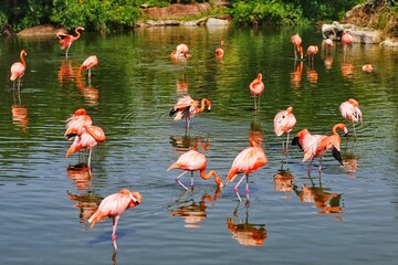 Flamingo