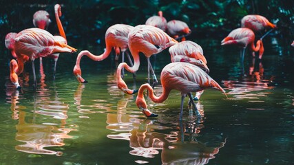 Flamingo