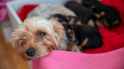 Portrait of a young female yorkshire terrier dog resting, looking into mine	