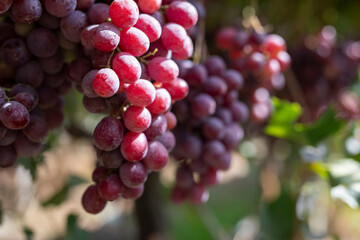 Vineyard, Bunches of wine grapes on vine	