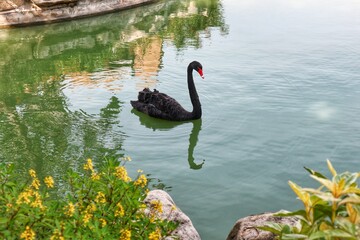 black swan 