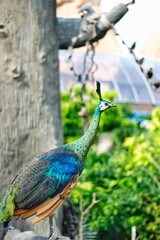 Peacock