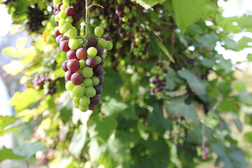 green and purple grapes on one branch